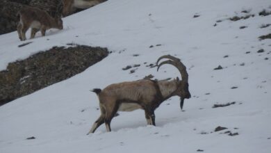 آغاز سرشماری زمستانه حیات وحش در شهرستان طالقان