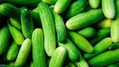 خواص خیار: ۷ خاصیت علمی اثبات شده