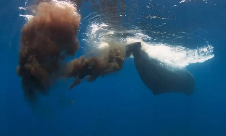 نجات جهان با استفاده از مدفوع نهنگ! 1 نجات جهان با استفاده از مدفوع نهنگ!