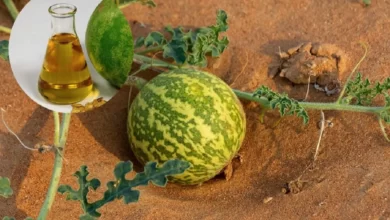 روغن حنظل چیست و چه کاربرد‌هایی دارد؟
