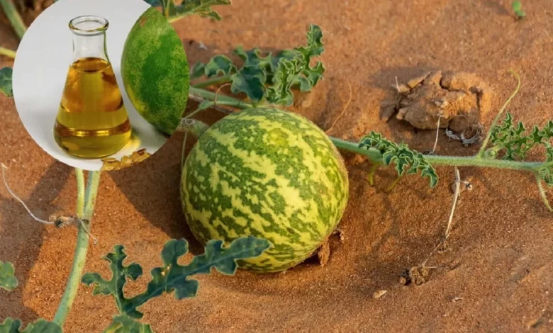 روغن حنظل چیست و چه کاربردهایی دارد؟ 1 روغن حنظل چیست و چه کاربردهایی دارد؟