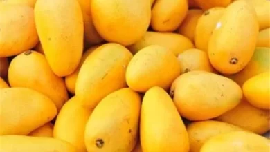 این میوه سرشار از آنتی اکسیدان ها، فیبرها و ویتامین C است