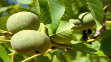 بهبود عملکرد و تقویت مغز با این میوه