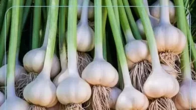 11 خاصیت اثبات شده سیر