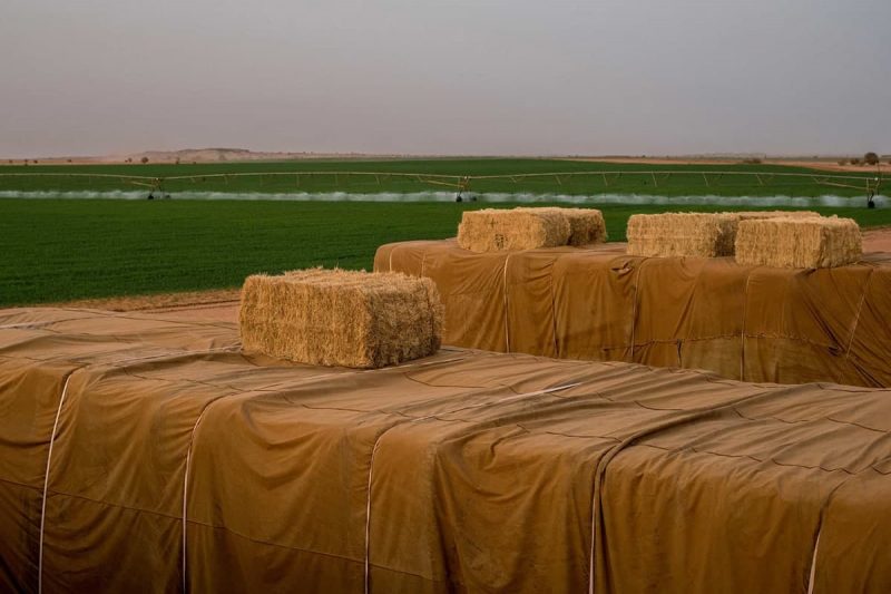 اطلاعات آماری صنعت کشت علوفه و یونجه خشک در کانادا