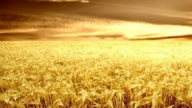 ایران برای تولید گندم، آب زیادی مصرف می‌کند