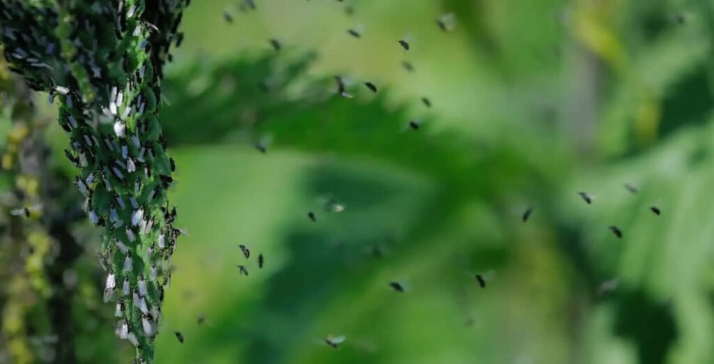 چه مدت با مگس‌ های بهاری همراه خواهیم بود؟