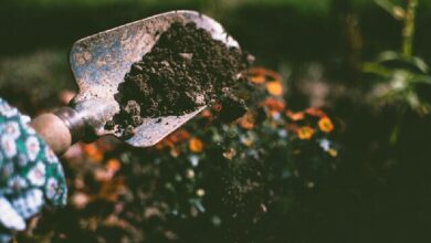 گرمای جهانی، مقاومت آنتی‌بیوتیکی خاک را افزایش می‌دهد