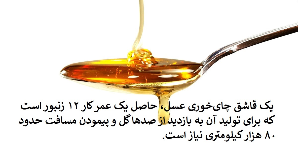 یک قاشق چایخوری عسل؛ نتیجه یک کار تیمی شگفت انگیز