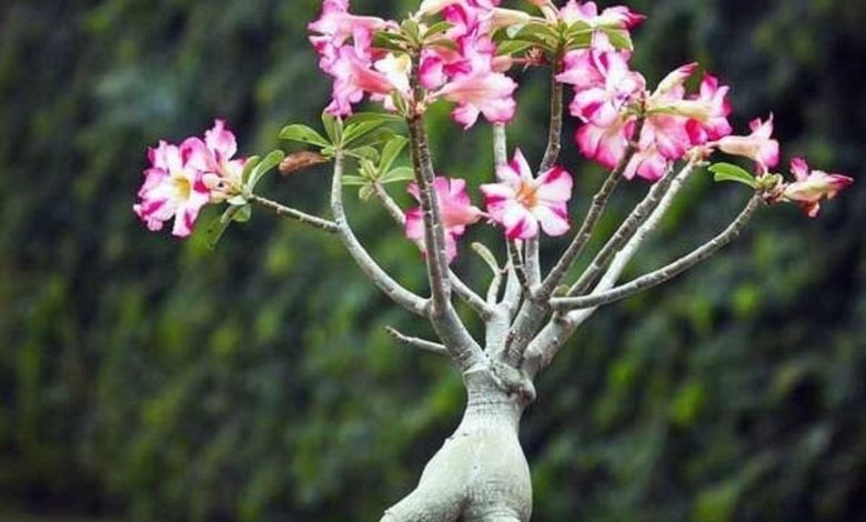 راهنمای نگهداری و تکثیر گل آدنیوم