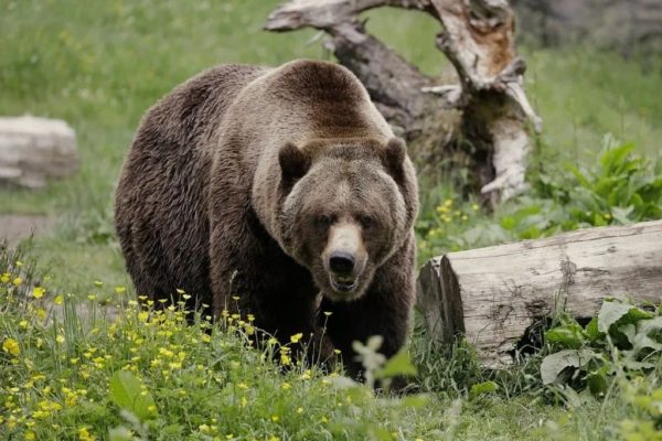 حمله خرس گریزلی به دانشآموزان: حال دو نفر وخیم است 1 حمله خرس گریزلی به دانشآموزان: حال دو نفر وخیم است