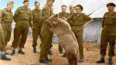 این خرس ایرانی یکی از محبوبترین سربازان جنگ جهانی دوم شد