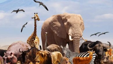آیا می توان همه حیوانات را اهلی کرد؟