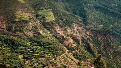 نابودی جنگل‌های هیرکانی در آتش بی‌توجهی