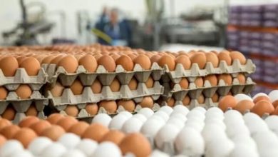 قیمت عجیب‌ تخم مرغ؛ چرا تخم‌ مرغ گران شد؟