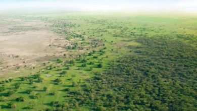 چین آن‌قدر درخت کاشته که نقشه توزیع آب کشور دگرگون شده است