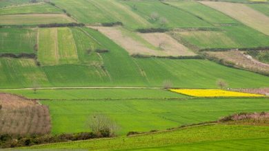 چرا سیاست‌های کشاورزی نتوانست صنعت غذا را در ایران تقویت کند؟