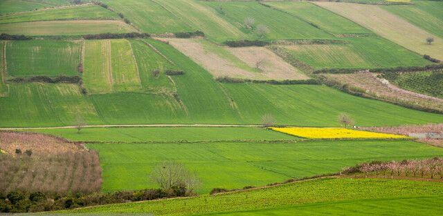 چرا سیاست‌های کشاورزی نتوانست صنعت غذا را در ایران تقویت کند؟