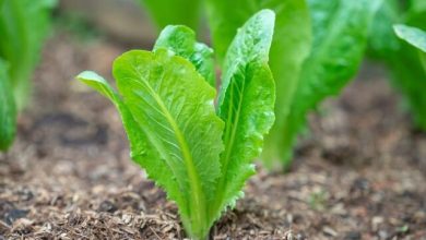 بالاخره کدام قسمت کاهو نیترات بیشتری دارد؟/باید نگران نیترات باشیم؟