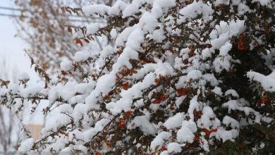 راز سفیدی برف چیست؟