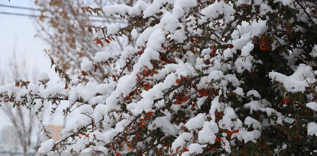 راز سفیدی برف چیست؟