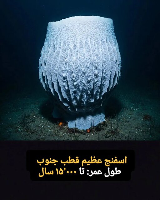 این موجودات فقط ۱۰۰ سال کودکی می کنند! + تصاویر