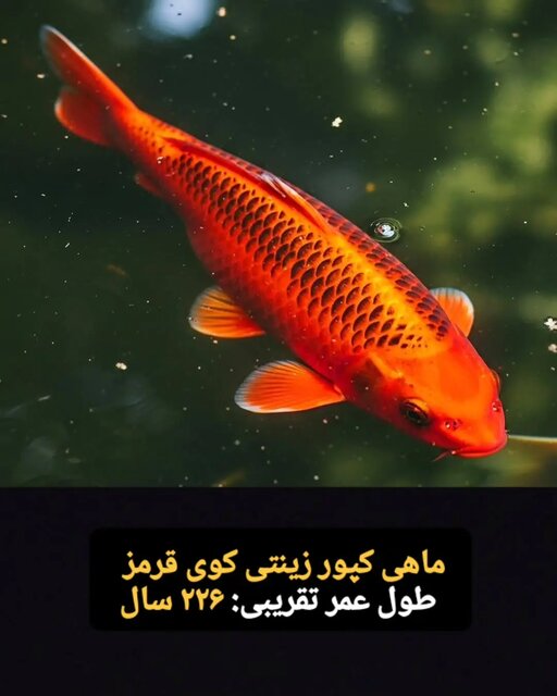 این موجودات فقط ۱۰۰ سال کودکی می کنند! + تصاویر