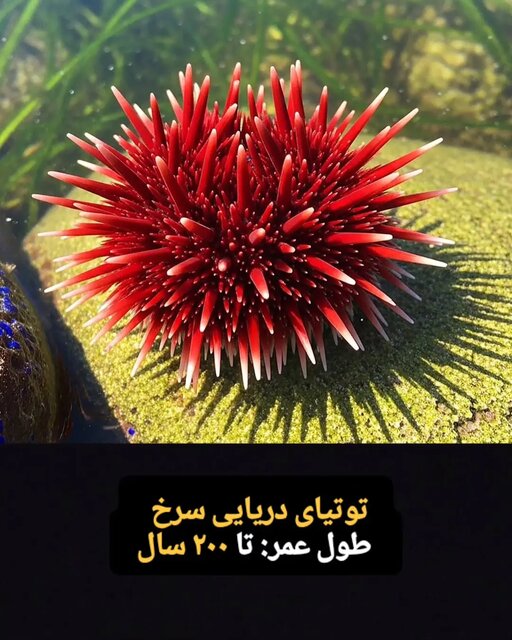 این موجودات فقط ۱۰۰ سال کودکی می کنند! + تصاویر