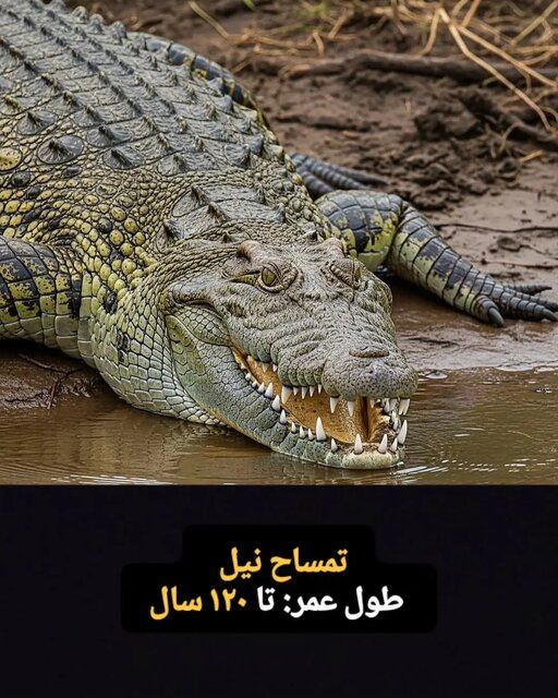 این موجودات فقط ۱۰۰ سال کودکی می کنند! + تصاویر