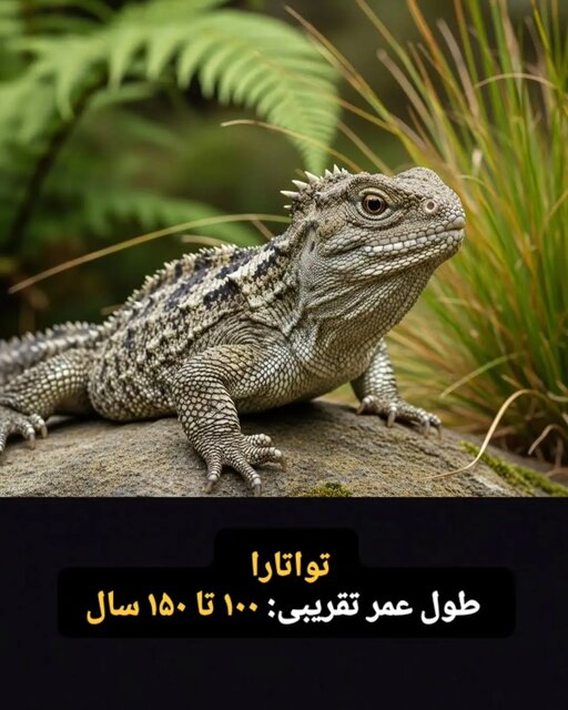 این موجودات فقط ۱۰۰ سال کودکی می کنند! + تصاویر