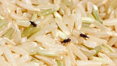 چگونه از شرّ «سوسک برنج» خلاص شویم؟