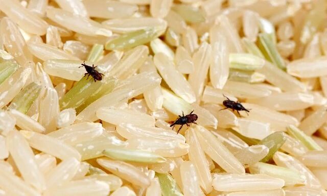 چگونه از شرّ «سوسک برنج» خلاص شویم؟