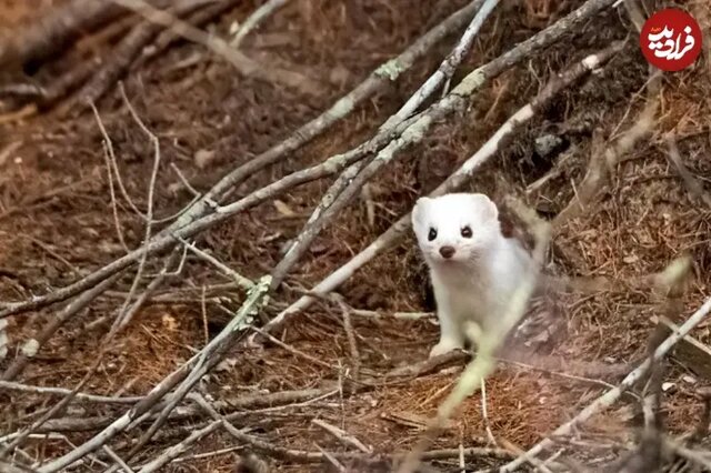 این حیوانات در زمستان «سفید» می‌شوند