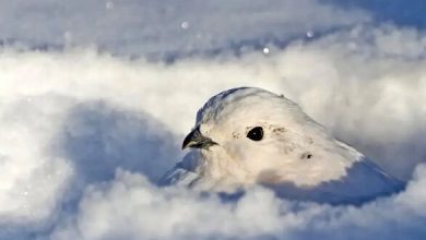 این حیوانات در زمستان «سفید» می‌شوند
