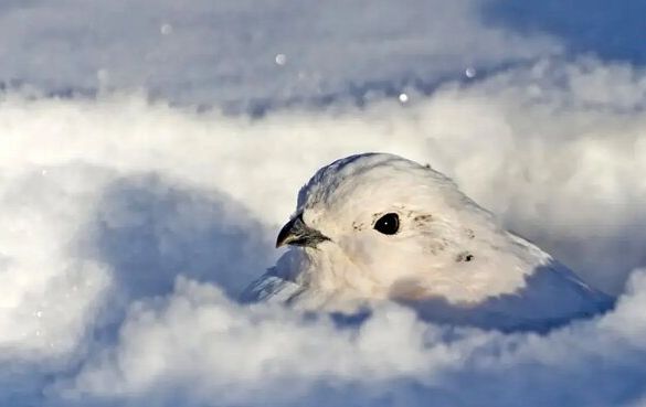 این حیوانات در زمستان «سفید» می‌شوند