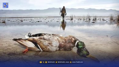 مرثیه تکراری از شکار غیرمجاز پرندگان مهاجر