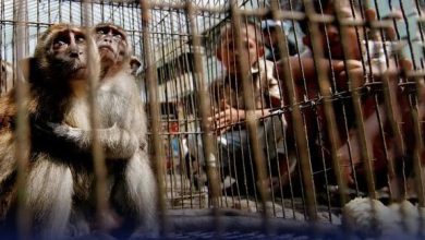 چرا ایران کریدور قاچاق حیوانات شده؟