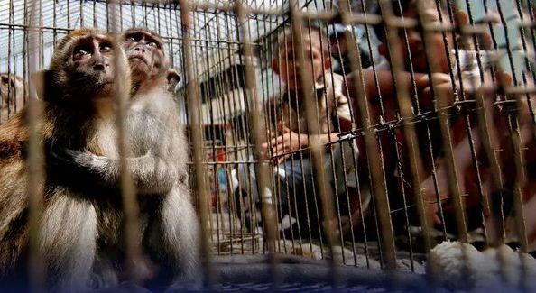 چرا ایران کریدور قاچاق حیوانات شده؟