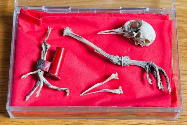 پیام گمشده در تاریخ؛ داستان کبوتر نامهبر جنگ جهانی دوم که از دودکش یک خانه سردرآورد! 2 پیام گمشده در تاریخ؛ داستان کبوتر نامهبر جنگ جهانی دوم که از دودکش یک خانه سردرآورد!