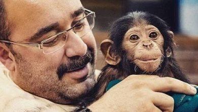 از پانچ تا شامپانزه ارم؛ وقتی دلسوزی بدون درک، به تراژدی ختم می‌شود