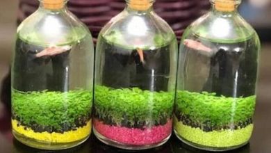 تبلیغات دروغین: ماهیها بدون غذا در بطری زنده نمیمانند 42 تبلیغات دروغین: ماهیها بدون غذا در بطری زنده نمیمانند