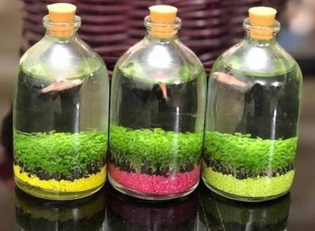 تبلیغات دروغین: ماهیها بدون غذا در بطری زنده نمیمانند 1 تبلیغات دروغین: ماهیها بدون غذا در بطری زنده نمیمانند